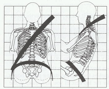Properly Worn Seatbelt
