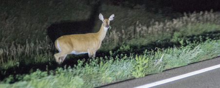 image of a deer in the headlights