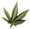 marihuana leaf
