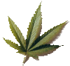 marihuana